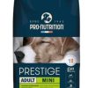 Adult Mini | Chien adulte de petite taille
