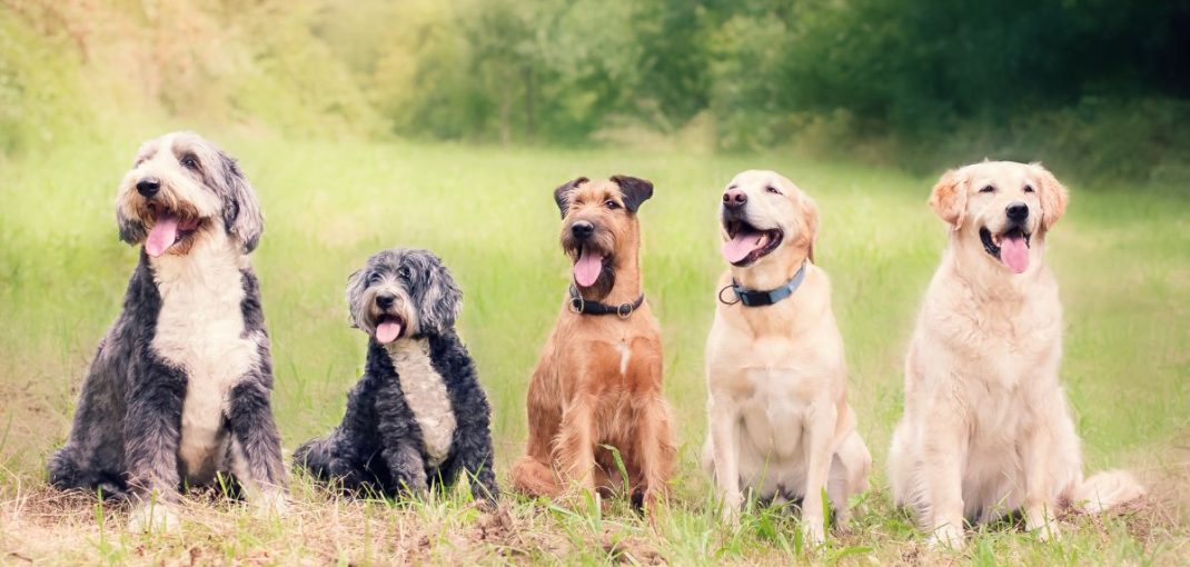 Top 10 des races de chiens au Maroc | animalmarket.ma