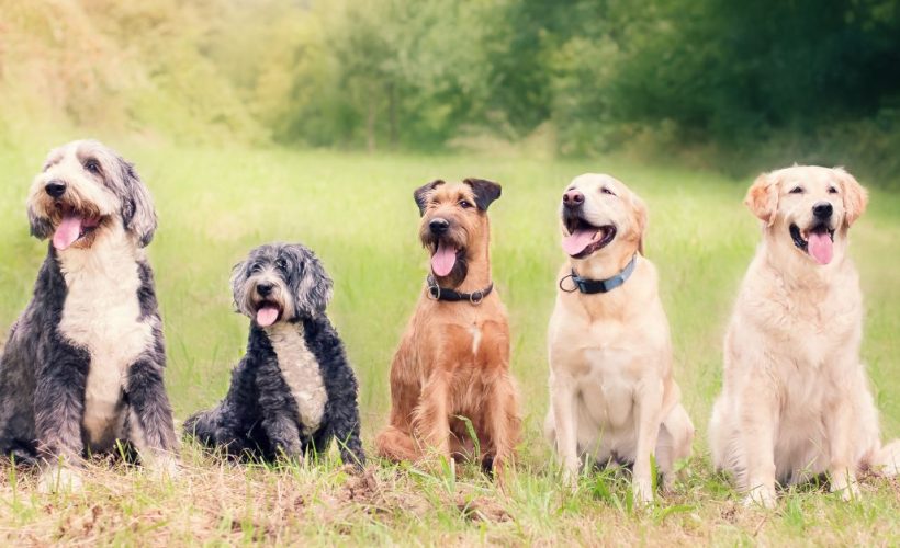 Top 10 des races de chiens au Maroc | animalmarket.ma