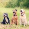 Top 10 des races de chiens au Maroc | animalmarket.ma