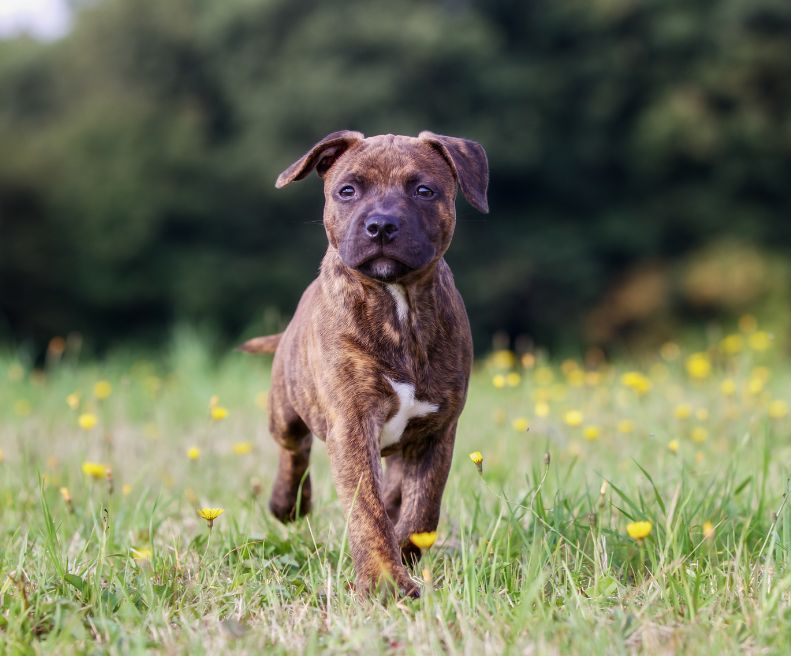 Staffordshire Bull Terrier | animalmarket.ma