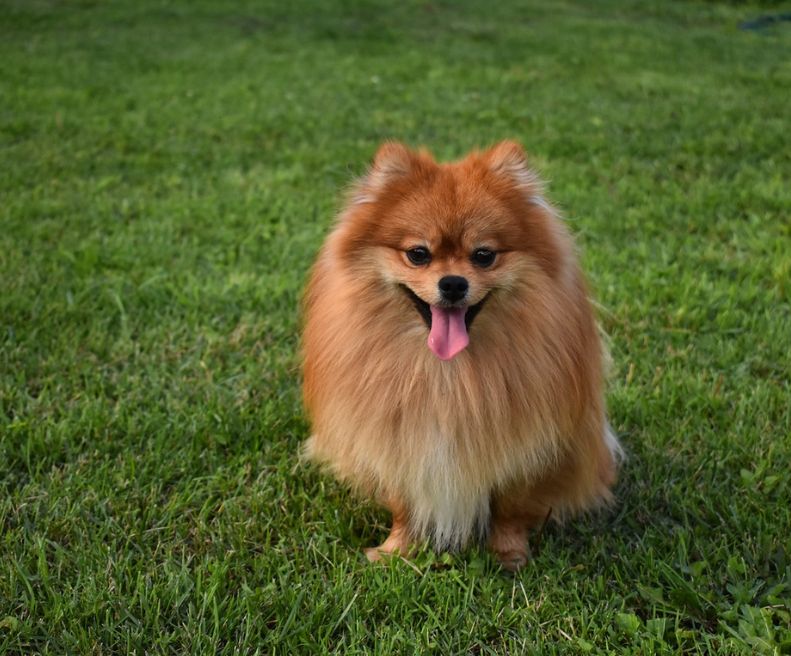 Spitz Nain (Poméranien) | animalmarket.ma