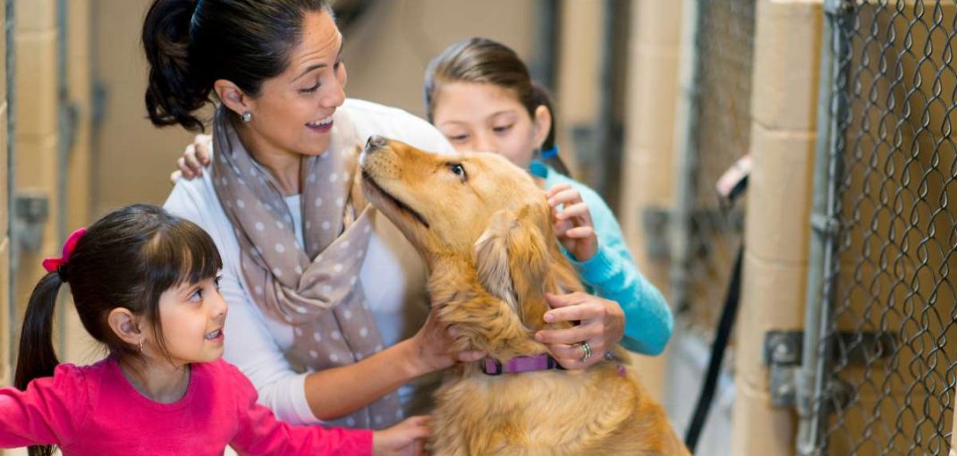 Les questions à se poser avant d'adopter un chien au Maroc | animalmarket.ma