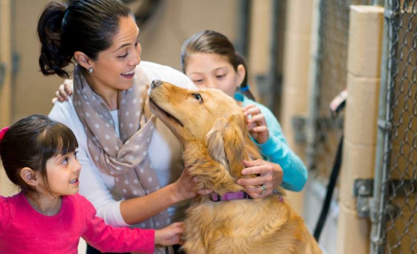 Les questions à se poser avant d'adopter un chien au Maroc | animalmarket.ma