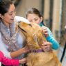 Les questions à se poser avant d'adopter un chien au Maroc | animalmarket.ma