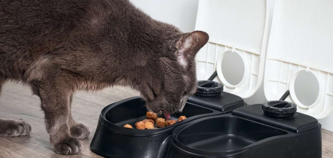 L’alimentation du chat stérilisé | animalmarket.ma