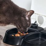 L’alimentation du chat stérilisé | animalmarket.ma