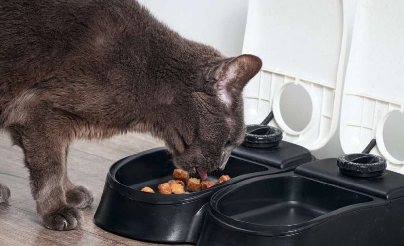 L’alimentation du chat stérilisé | animalmarket.ma