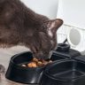 L’alimentation du chat stérilisé | animalmarket.ma