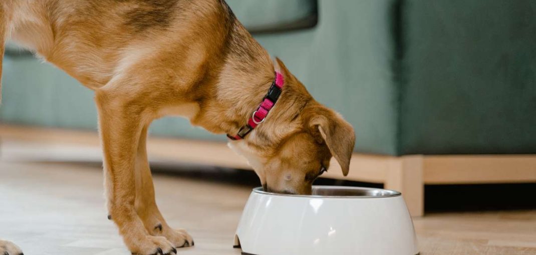 Croquettes sans céréales pour les chiens sensibles | animalmarket.ma