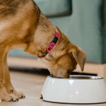 Croquettes sans céréales pour les chiens sensibles | animalmarket.ma