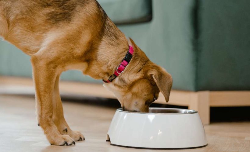 Croquettes sans céréales pour les chiens sensibles | animalmarket.ma