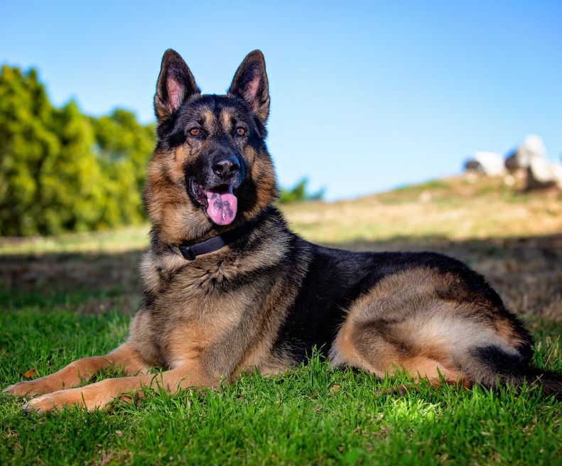 Berger Allemand | animalmarket.ma