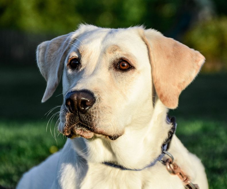 Labrador Retriever | animalmarket.ma