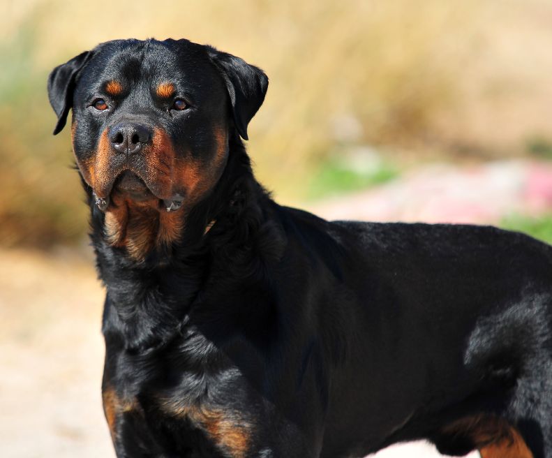 Rottweiler | animalmarket.ma