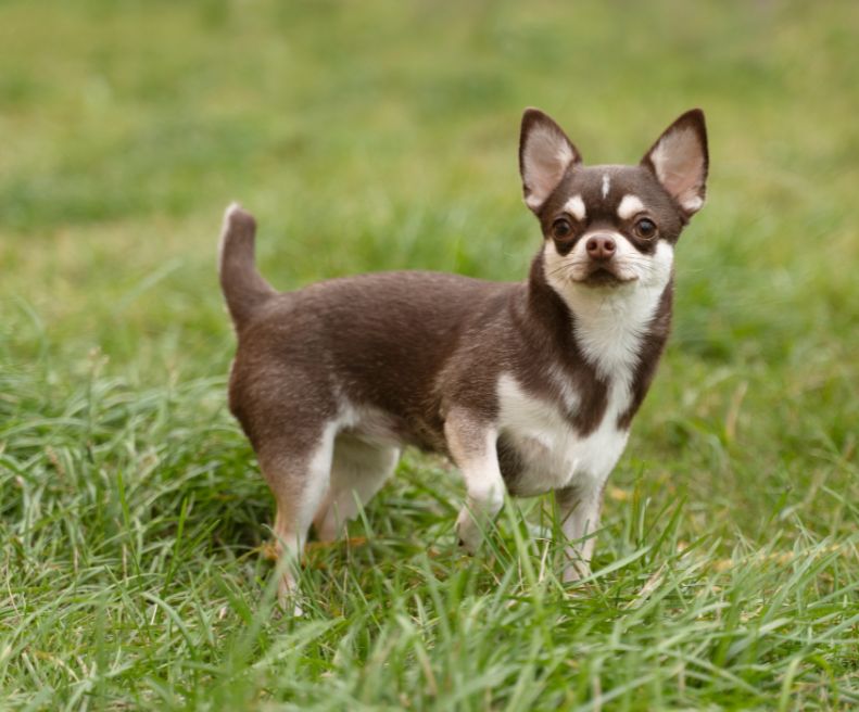 Chihuahua | animalmarket.ma
