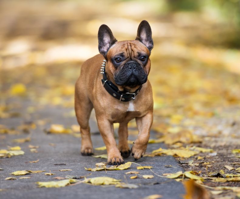 Bouledogue Français | animalmarket.ma