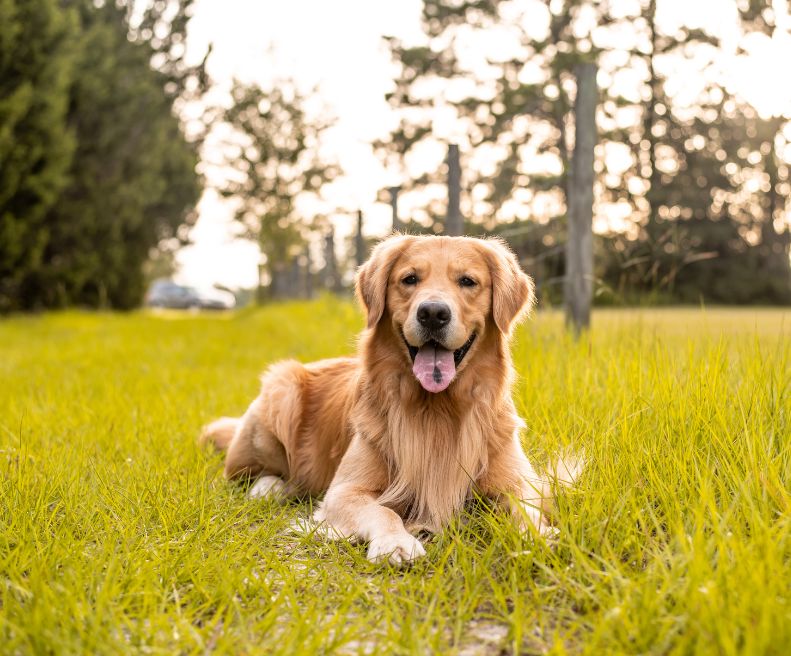Golden Retriever | animalmarket.ma