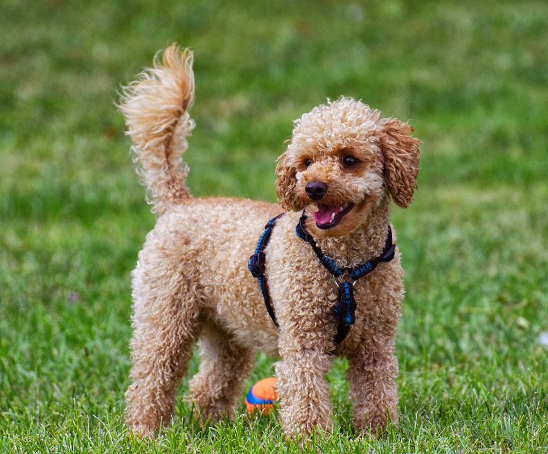 Caniche | animalmarket.ma