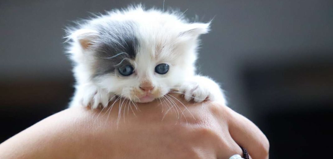 Comment prendre soin d’un chaton | animalmarket.ma