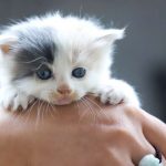 Comment prendre soin d’un chaton | animalmarket.ma