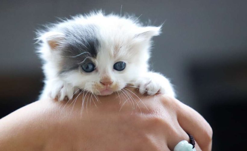 Comment prendre soin d’un chaton | animalmarket.ma