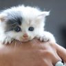 Comment prendre soin d’un chaton | animalmarket.ma