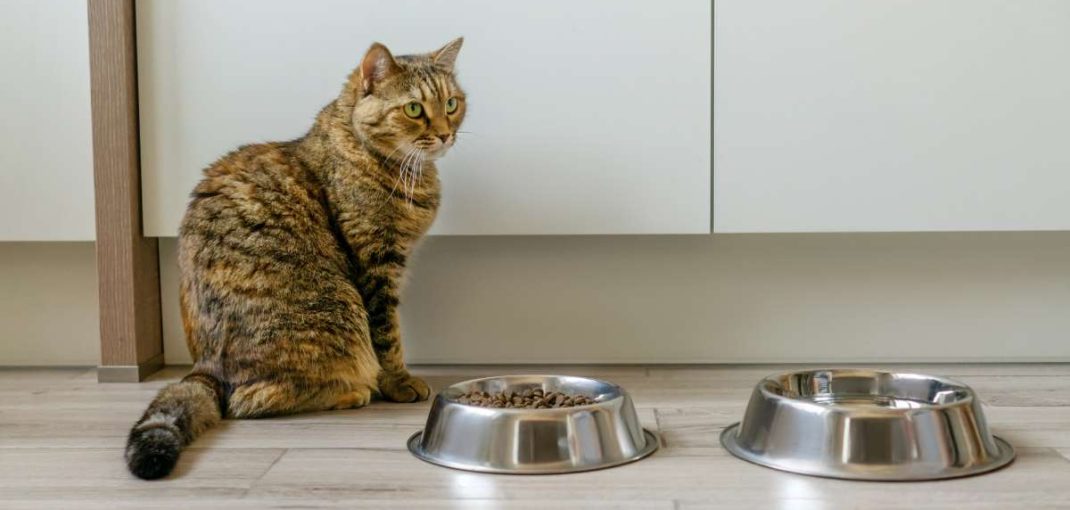 Les meilleures croquettes pour chat au Maroc | animalmarket.ma