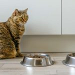 Les meilleures croquettes pour chat au Maroc | animalmarket.ma
