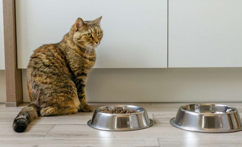 Les meilleures croquettes pour chat au Maroc | animalmarket.ma
