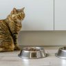 Les meilleures croquettes pour chat au Maroc | animalmarket.ma