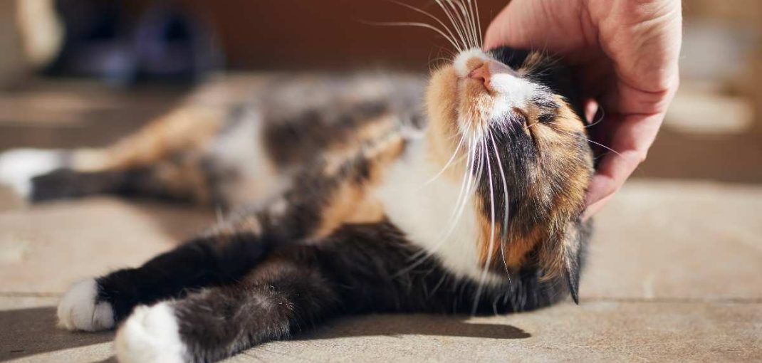 Personnalités des chats – Comprendre les comportements félins pour mieux les aimer | animalmarket.ma