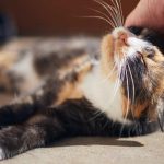 Personnalités des chats – Comprendre les comportements félins pour mieux les aimer | animalmarket.ma