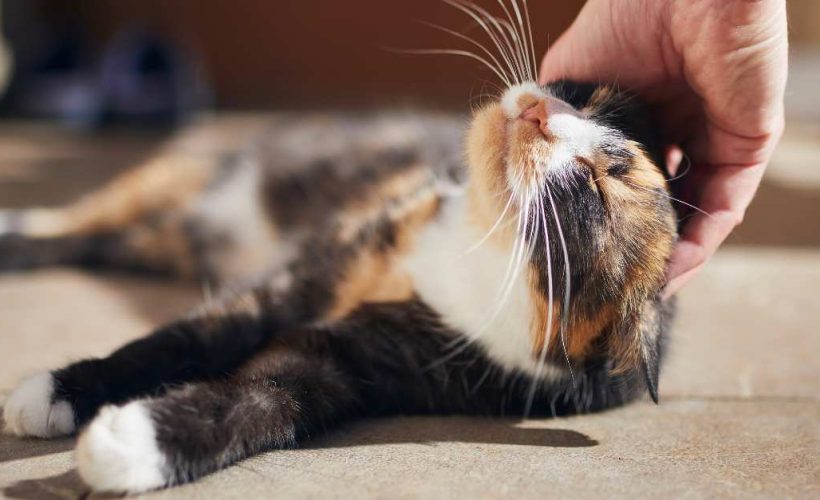 Personnalités des chats – Comprendre les comportements félins pour mieux les aimer | animalmarket.ma
