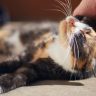 Personnalités des chats – Comprendre les comportements félins pour mieux les aimer | animalmarket.ma