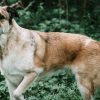 The Kangal Dog