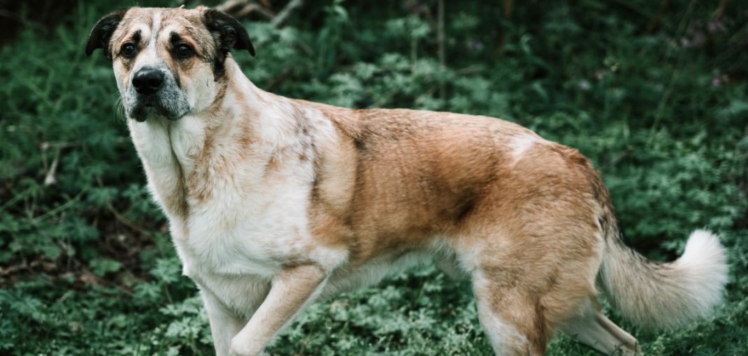The Kangal Dog