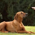 dresser votre chien