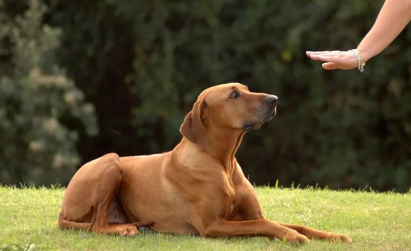 dresser votre chien