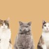 Différentes races de chats adaptées aux styles de vie
