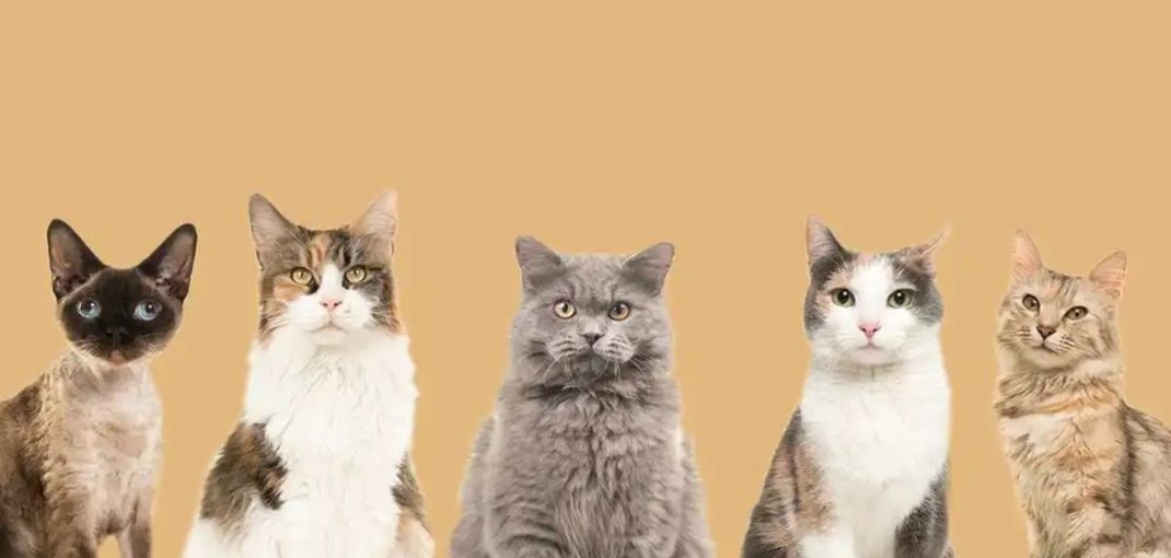 Différentes races de chats adaptées aux styles de vie