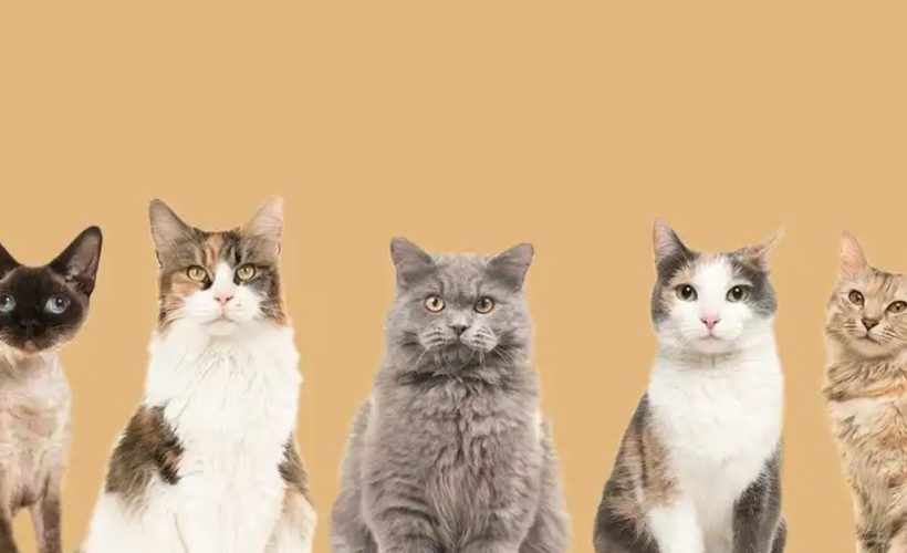 Différentes races de chats adaptées aux styles de vie