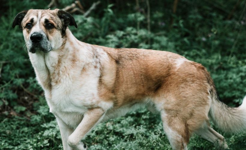 The Kangal Dog
