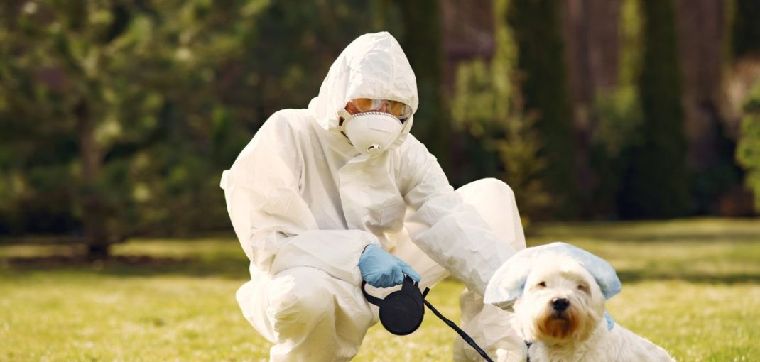 Antiparasitaires animaux efficaces