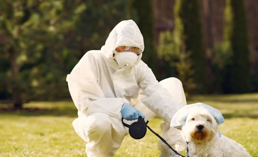Antiparasitaires animaux efficaces