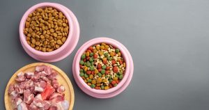 Comment choisir les meilleures croquettes pour votre chien?