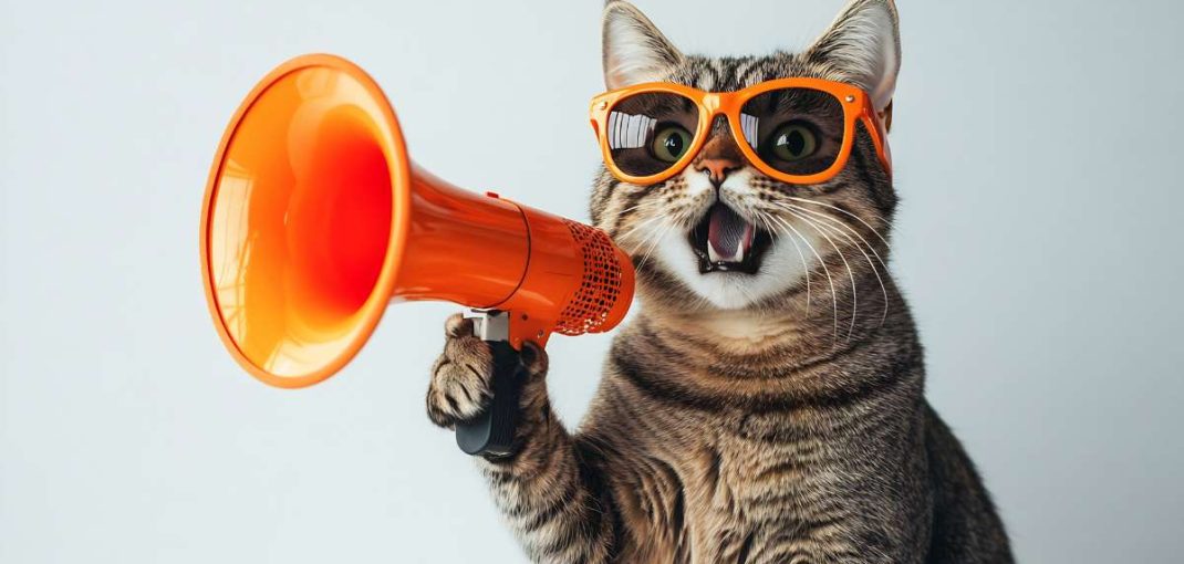 Les produits les plus vendus pour chats chez Animal Market