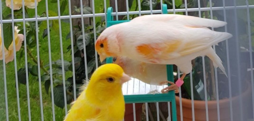 nourrir oiseau domestique en cage