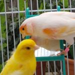 nourrir oiseau domestique en cage