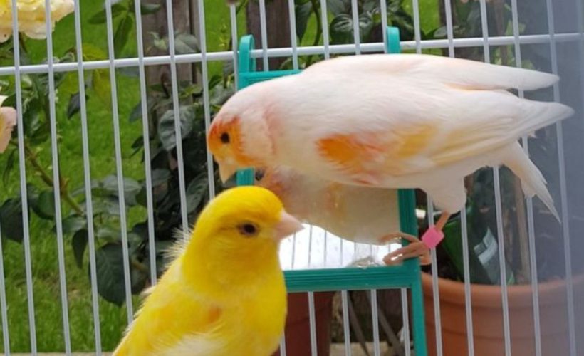 nourrir oiseau domestique en cage